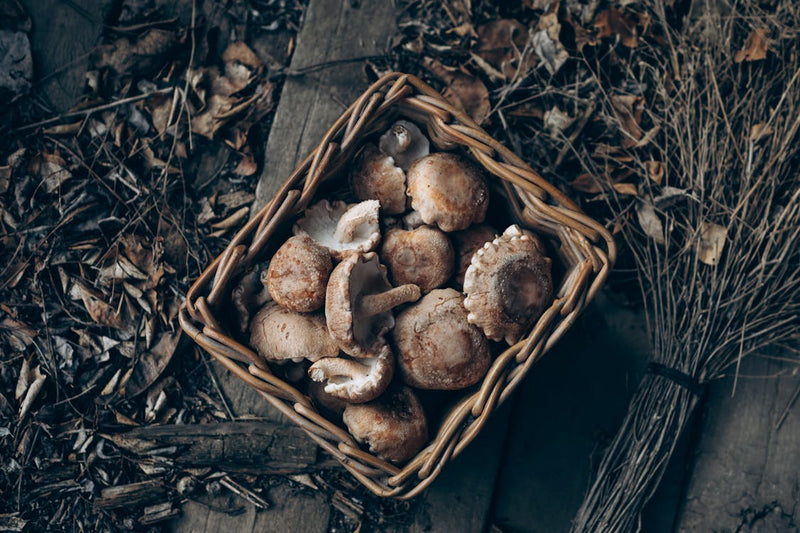Hongos Medicinales