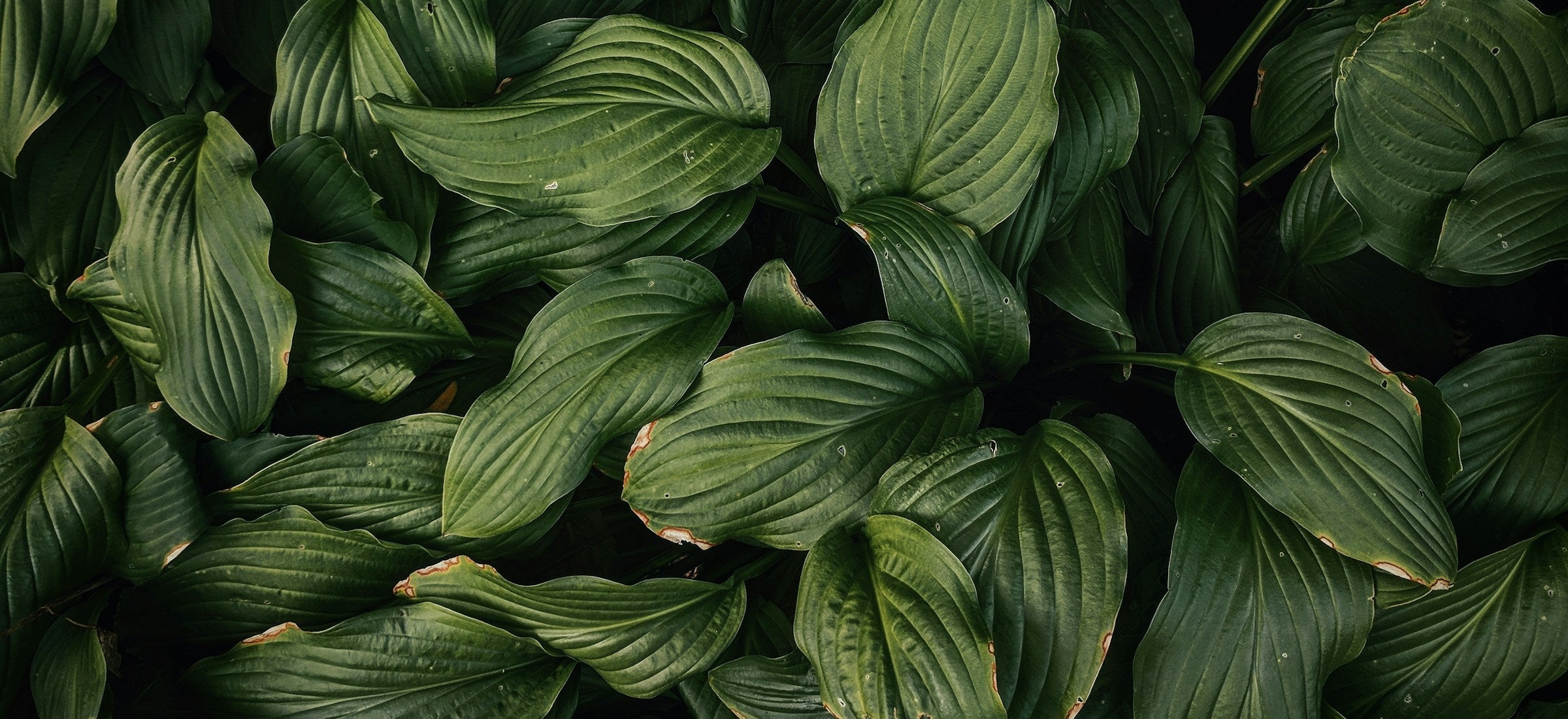Follaje botánico verde — Yerbabuena